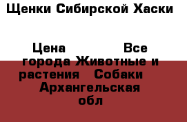 Щенки Сибирской Хаски › Цена ­ 20 000 - Все города Животные и растения » Собаки   . Архангельская обл.